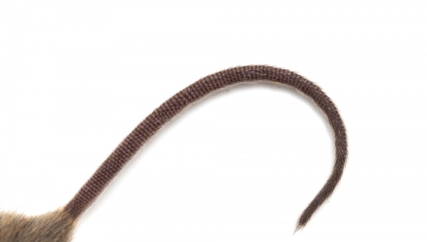 Neu: STR-Genotypisierung jetzt auch für die Ratte